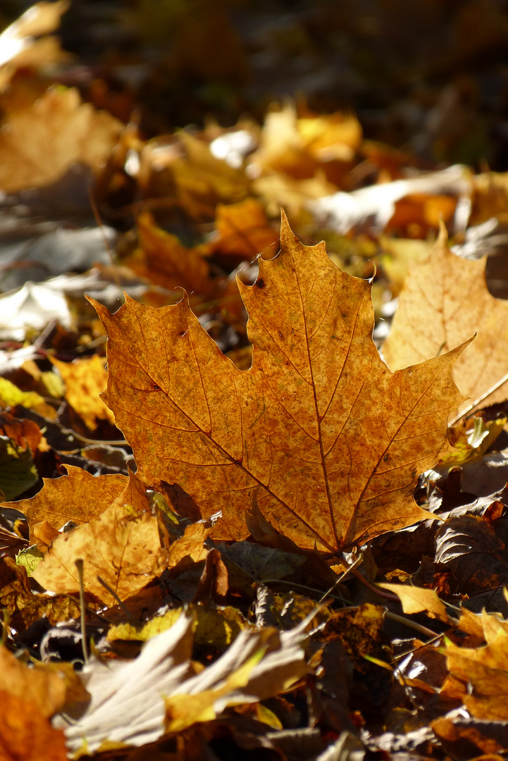 falling leaves