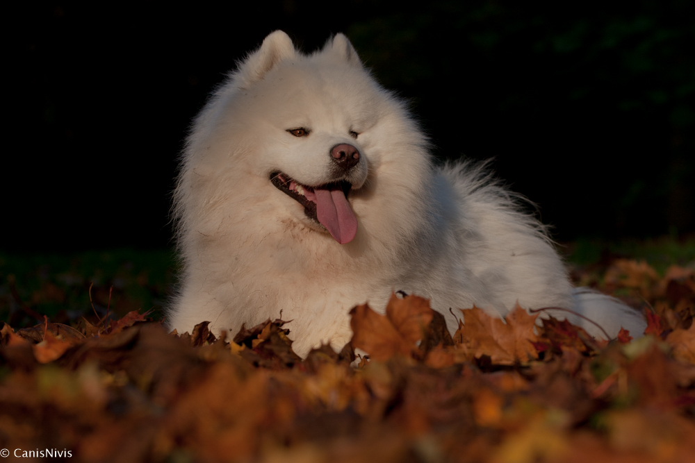 Falling Leaves