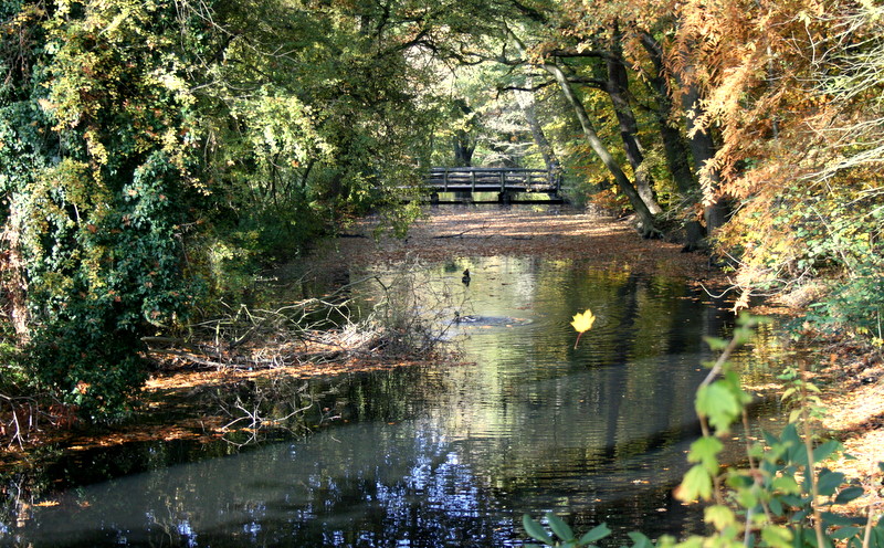 falling leaves