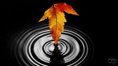 *** Falling leaves ***