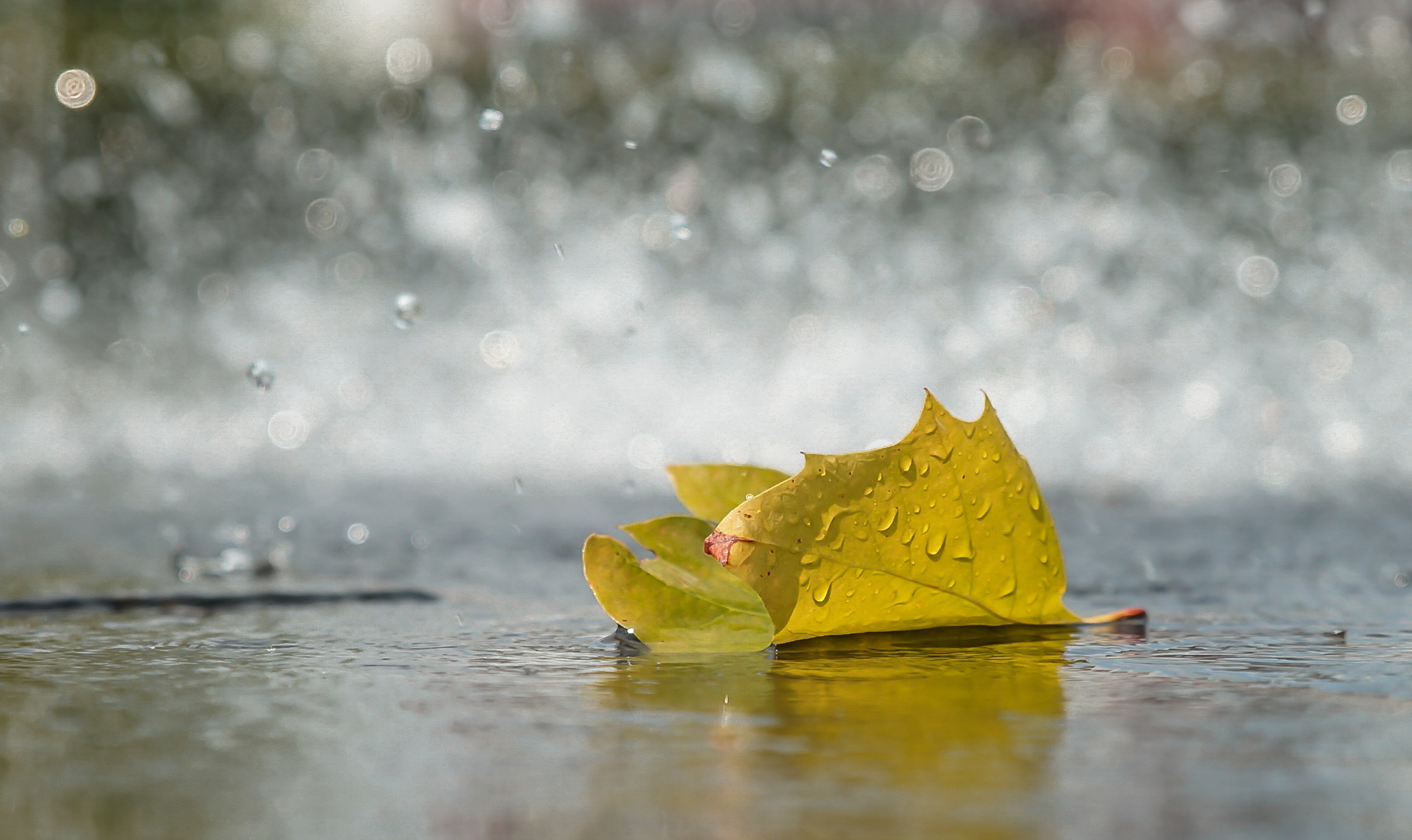 falling leaves are like butterfly souls