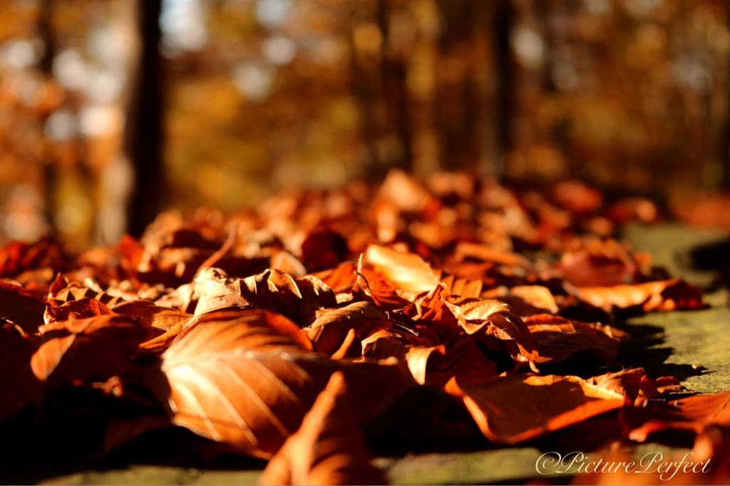 Falling Leaves