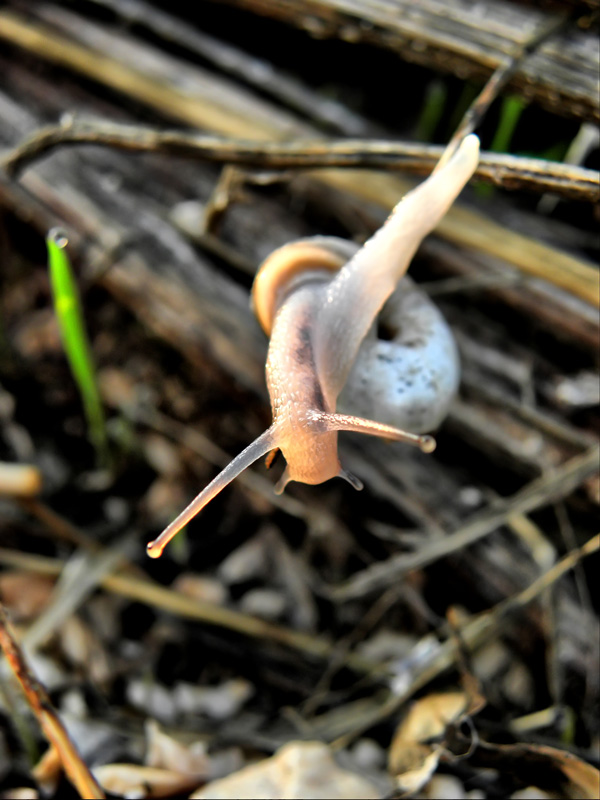 Falling Snail