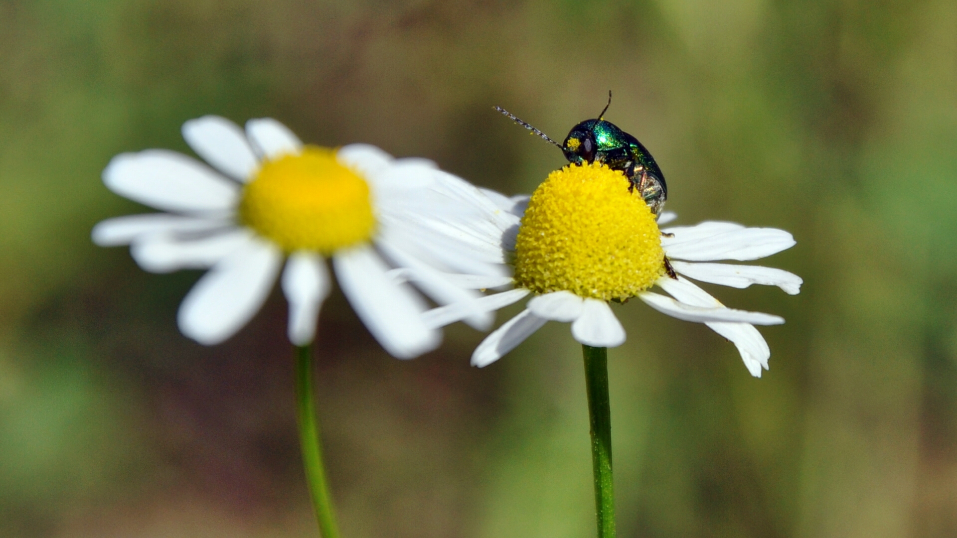 Fallkäfer