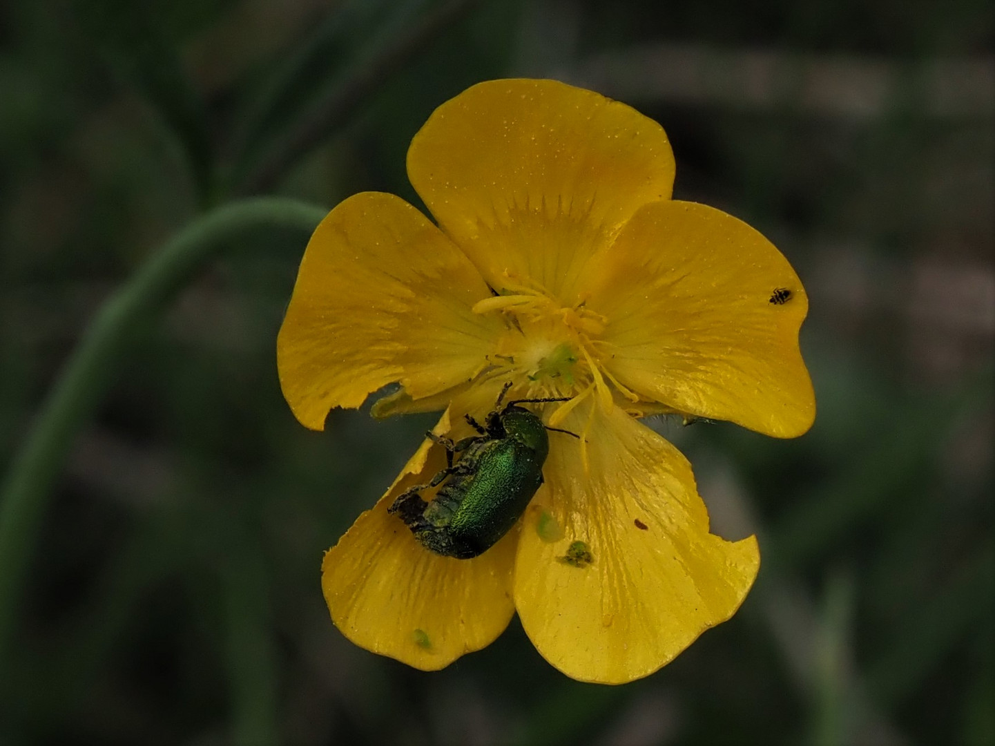 Fallkäfer 