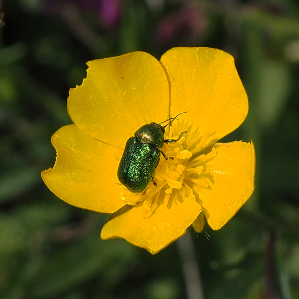 Fallkäfer (Blattkäfer)