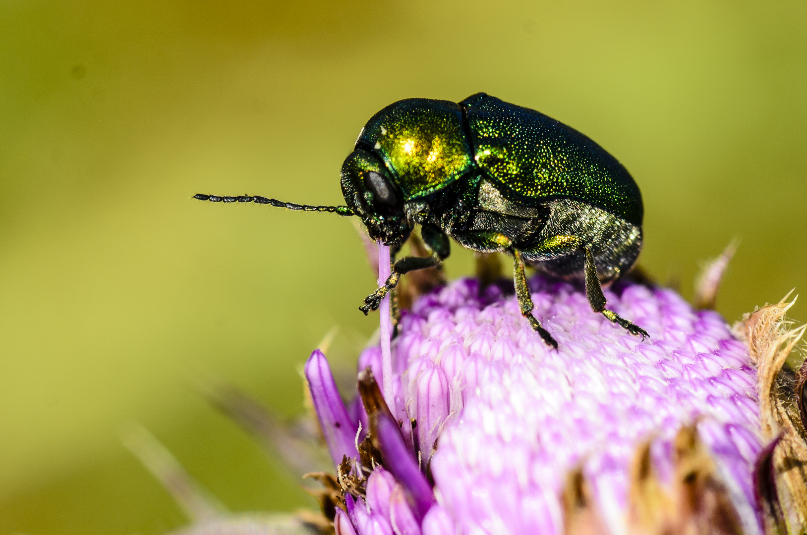 Fallkäfer (Cryptocephalus spec.)