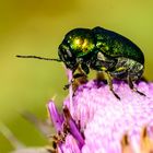 Fallkäfer (Cryptocephalus spec.)