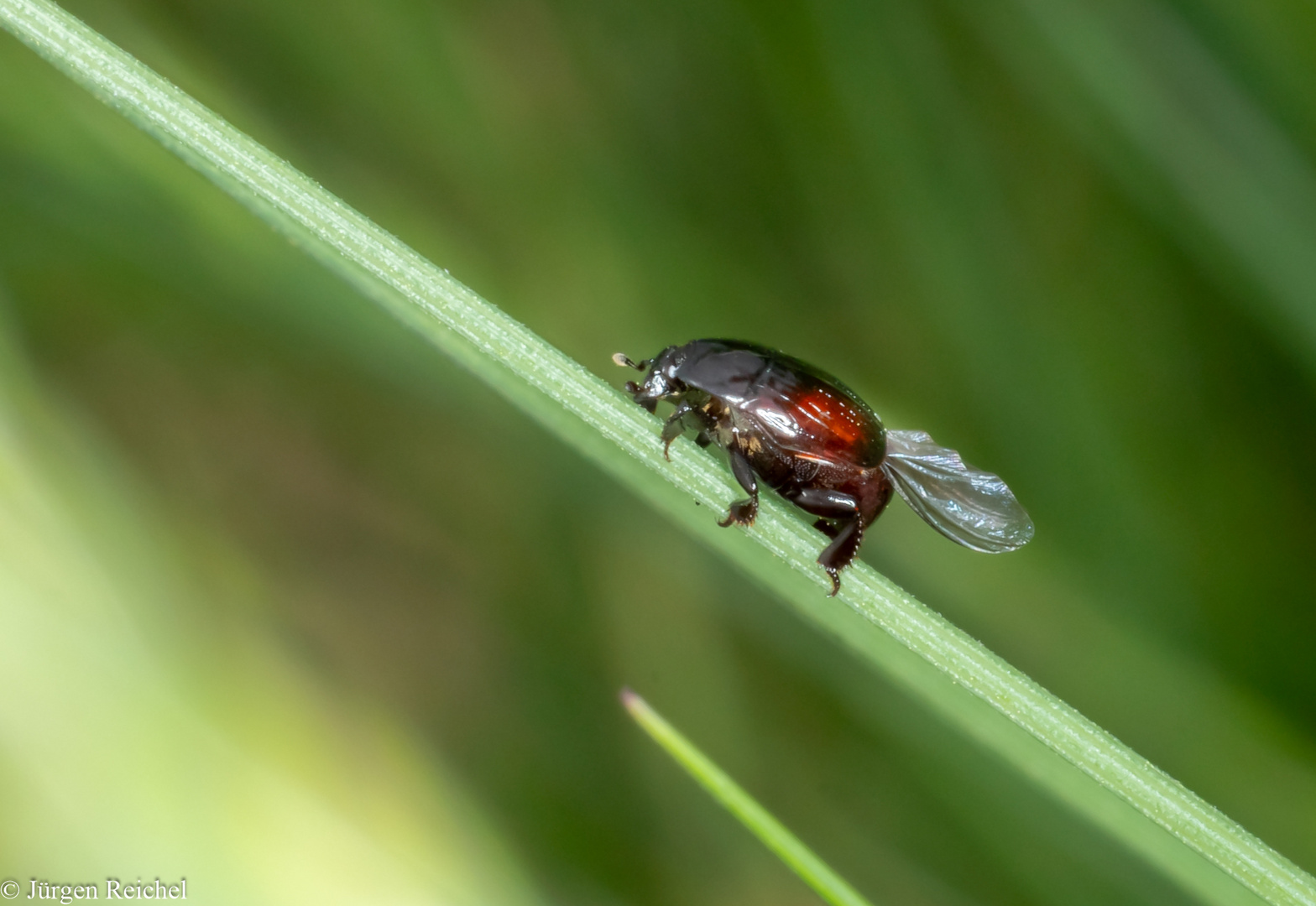 Fallkäfer (Cryptocephlinae) 