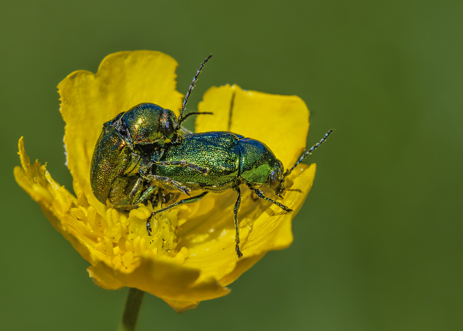 Fallkäfer