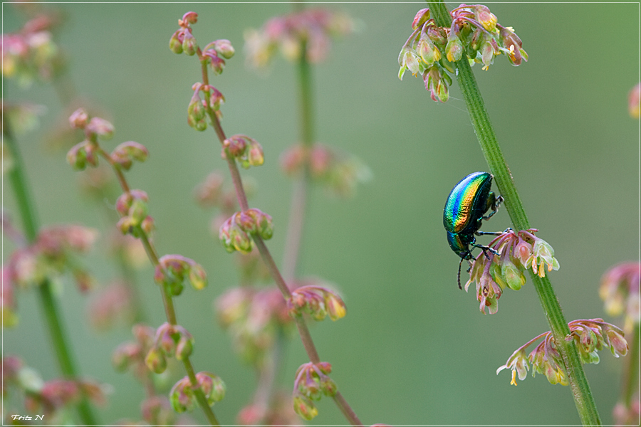 Fallkäfer im Blumenwald