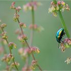 Fallkäfer im Blumenwald