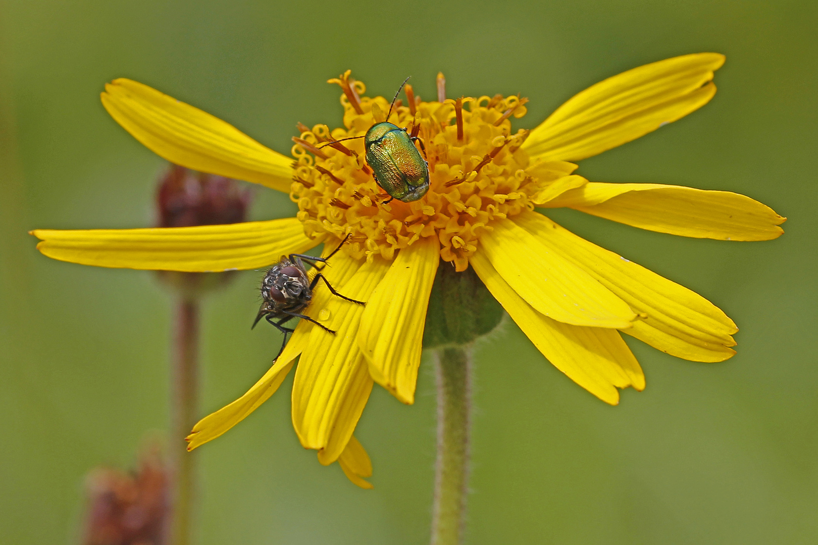 Fallkäfer mit Fliege auf Arnika