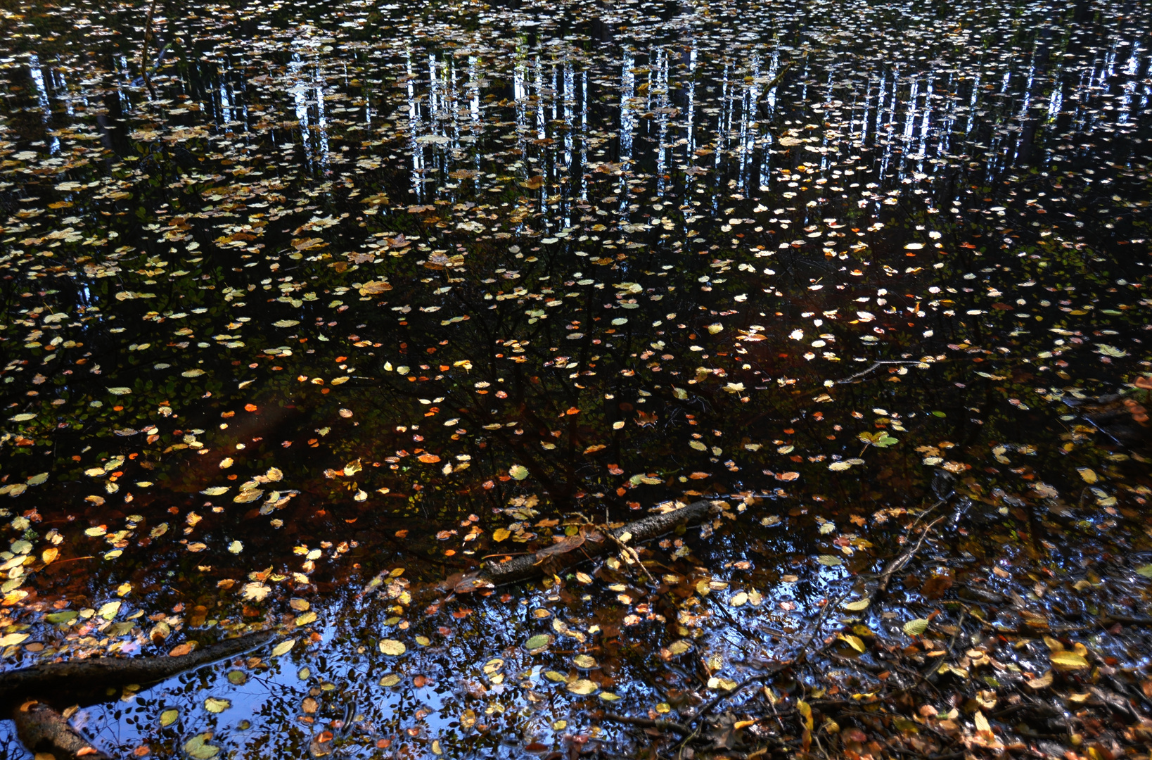 FALLLAUB AUF WASSERSPIEGEL