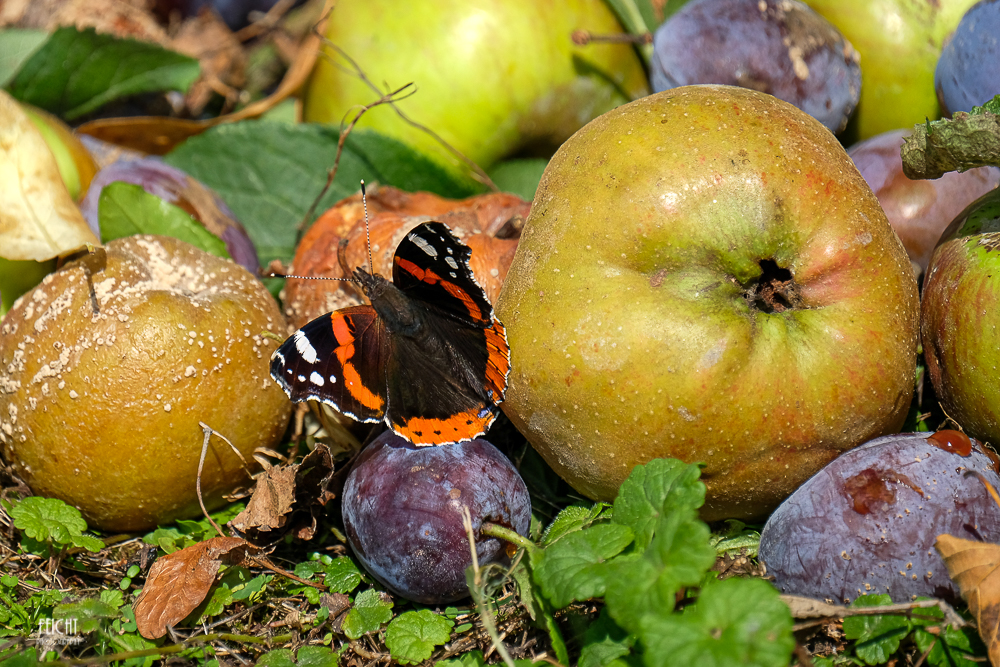 Fallobst und Schmetterling