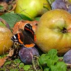 Fallobst und Schmetterling