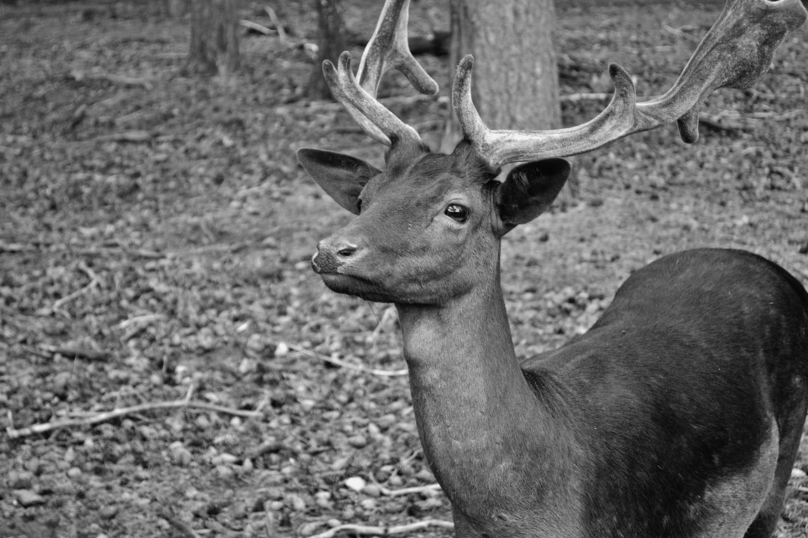 Fallow deer