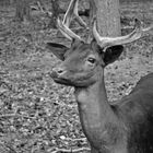 Fallow deer