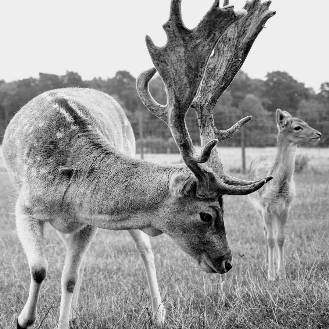 Fallow Deer