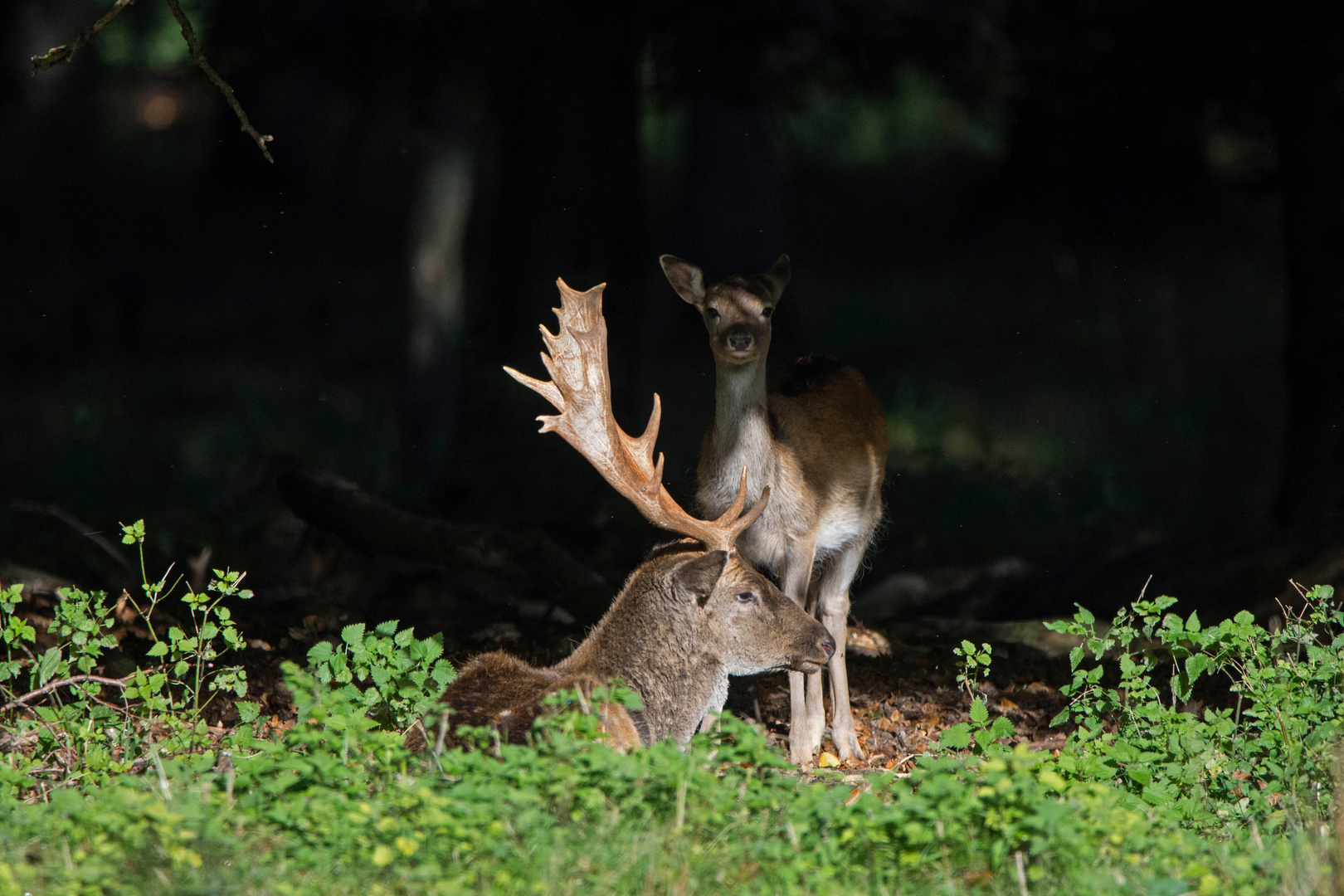 Fallow Deer