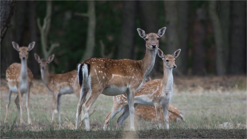 Fallow deer