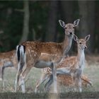 Fallow deer