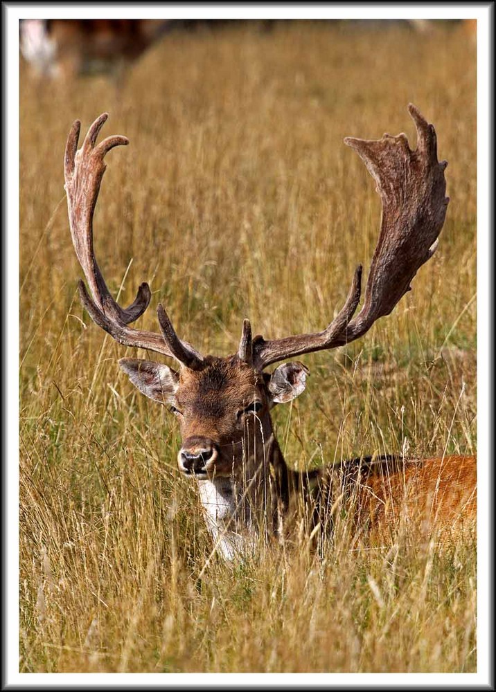 Fallow deer