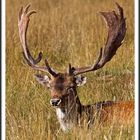 Fallow deer