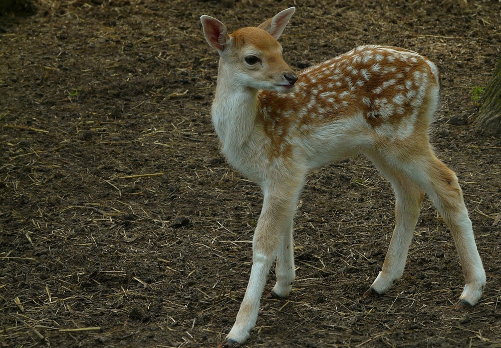 Fallow deer