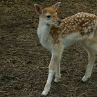 Fallow deer