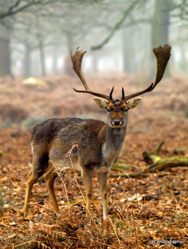 fallow deer