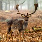 fallow deer