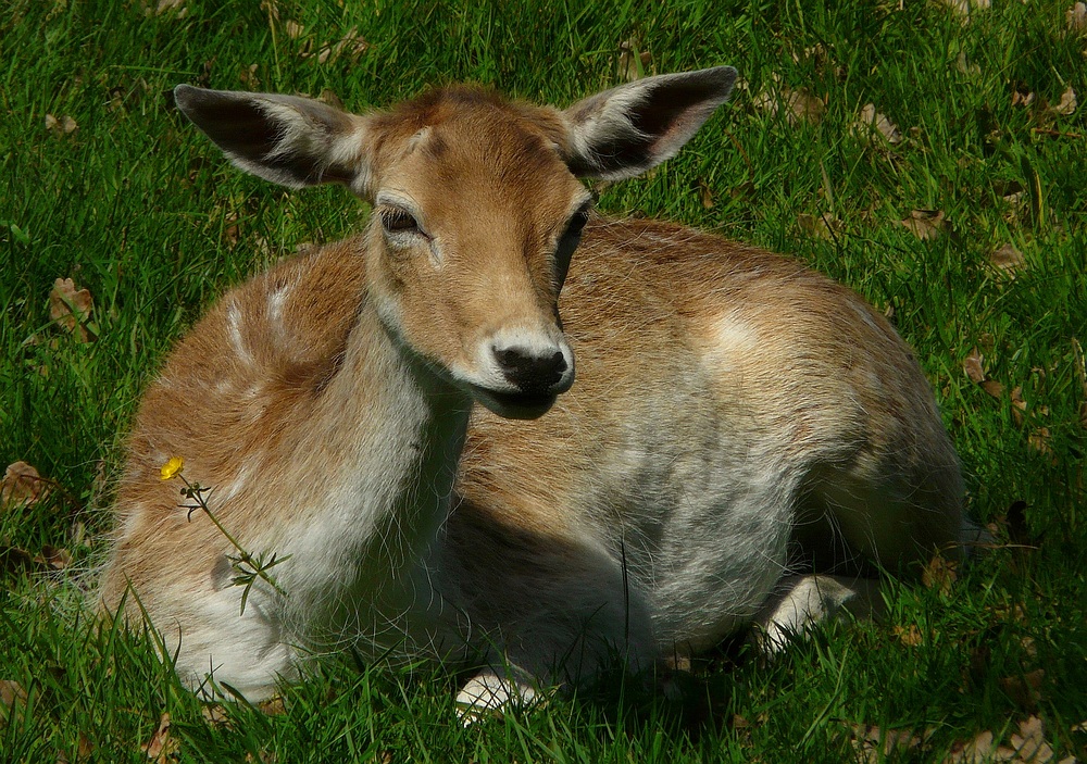 Fallow Deer