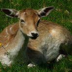 Fallow Deer