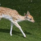 Fallow deer calf