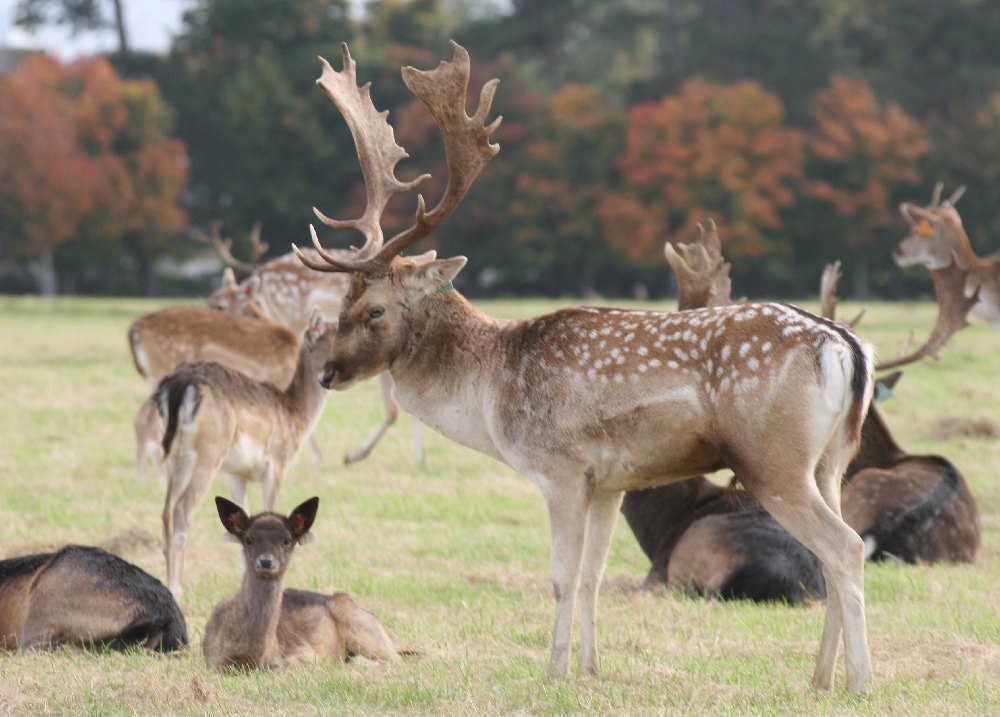 Fallow Deer