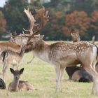 Fallow Deer