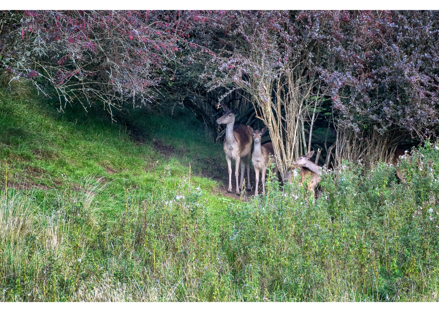 Fallow deer hiding in a bush