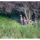 Fallow deer hiding in a bush