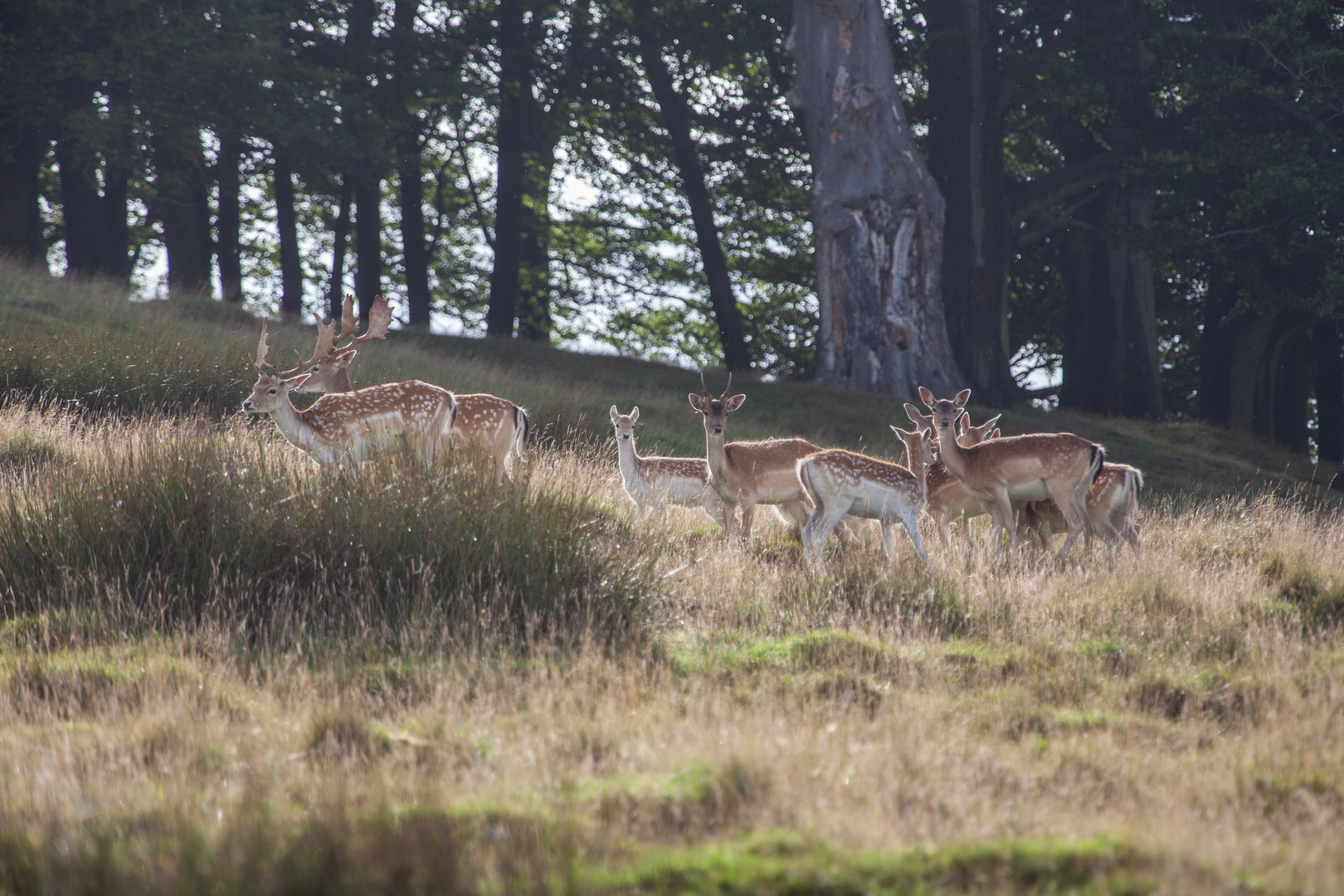 Fallow Deer not Follow Dear