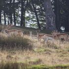 Fallow Deer not Follow Dear