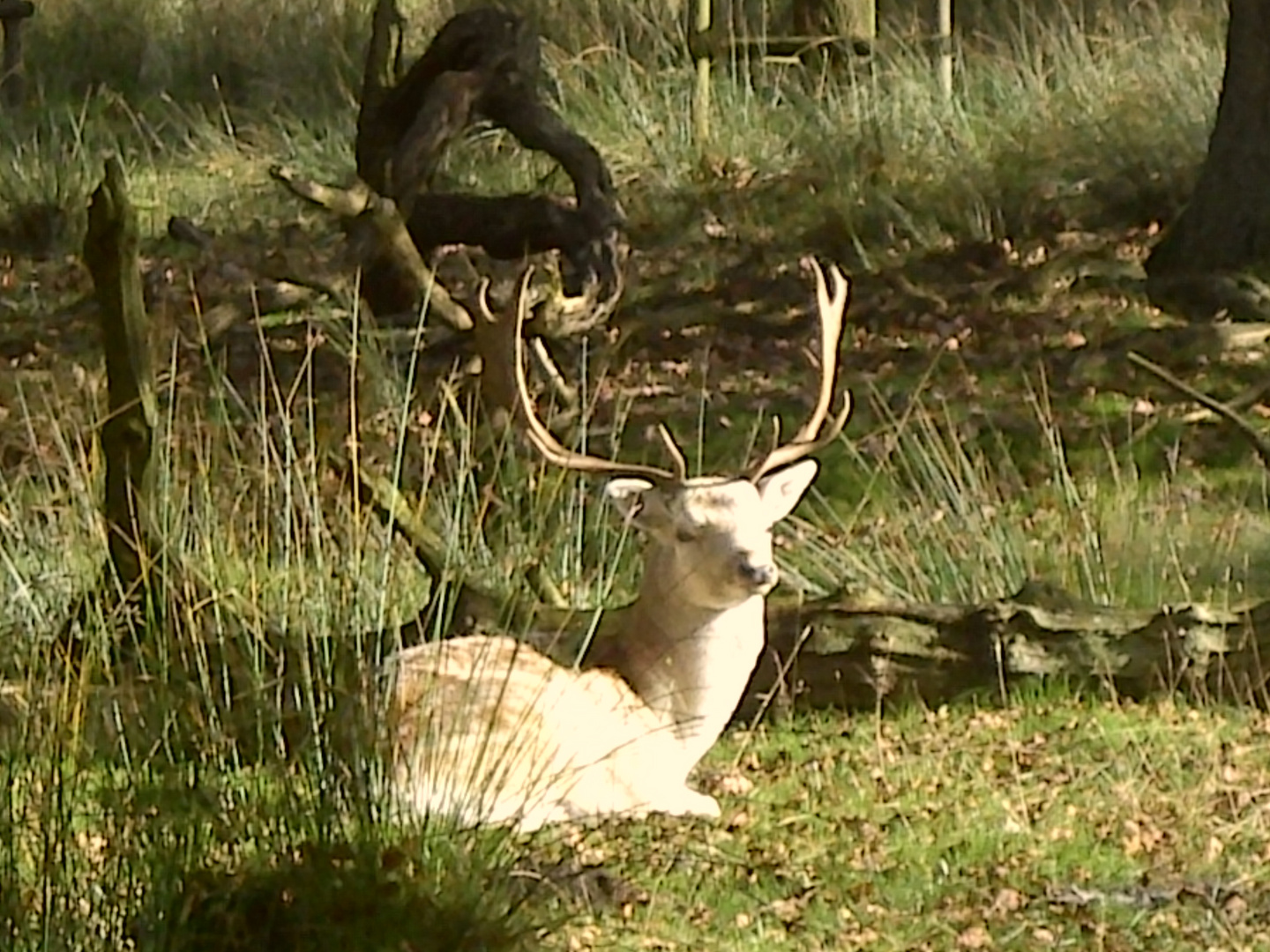 fallow deer resting