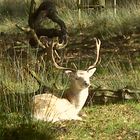 fallow deer resting