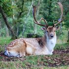 Fallow.deer.