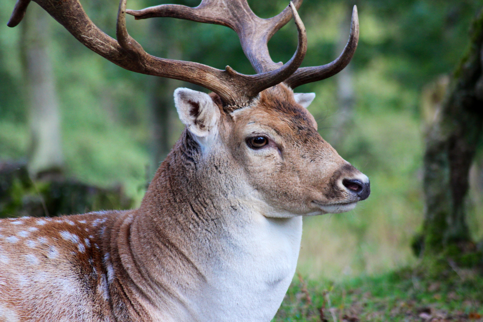 Fallow.deer*2