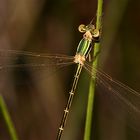 Falls einem mal eine SÜDLICHE BINSENJUNGFER (Lestes barbarus) über den Weg fliegt, . . .