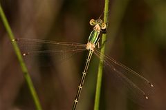 Falls einem mal eine SÜDLICHE BINSENJUNGFER (Lestes barbarus) über den Weg fliegt, . . .