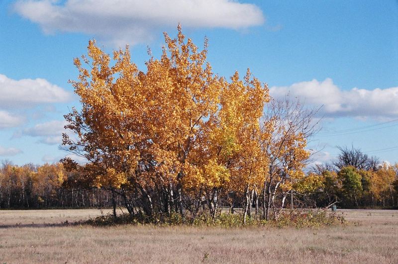 Fall's Glory