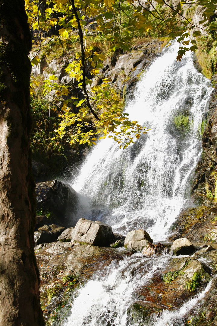 Falls in fall