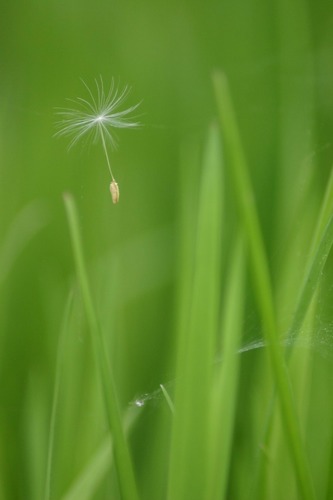 Fallschirm in der Wiese